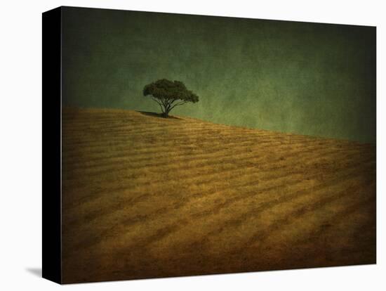 Oak and Cut Grass, CA-William Guion-Stretched Canvas