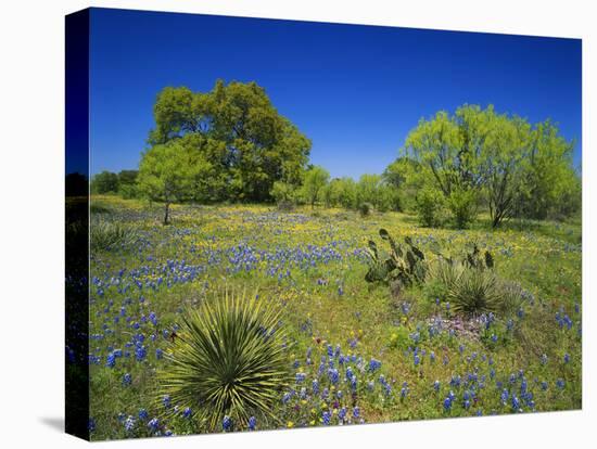 Oak and Mesquite Tree with Bluebonnets, Low Bladderpod, Texas Hill Country, Texas, USA-Adam Jones-Premier Image Canvas