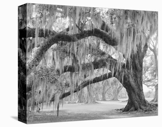 Oak and Moss Evergreen Plantation-William Guion-Stretched Canvas