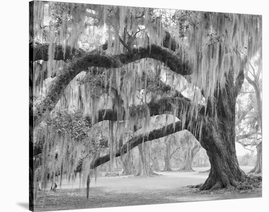 Oak and Moss Evergreen Plantation-William Guion-Stretched Canvas