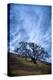 Oak and Sky, Morning Hills of Petaluma, Northern California Trees-Vincent James-Premier Image Canvas