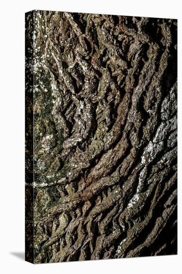 oak bark-By-Premier Image Canvas