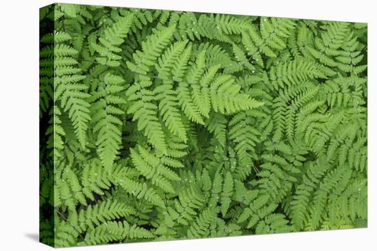 Oak Fern-Kathy Mahan-Premier Image Canvas