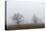 Oak forest in fog in autumn.-Martin Zwick-Premier Image Canvas