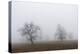 Oak forest in fog in autumn.-Martin Zwick-Premier Image Canvas