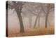 Oak forest in fog in autumn.-Martin Zwick-Premier Image Canvas