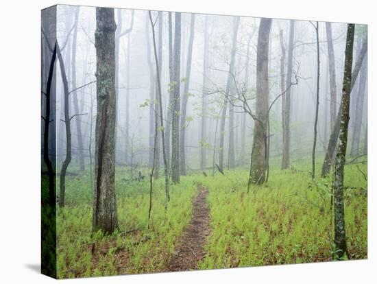 Oak Forest in Fog-James Randklev-Premier Image Canvas