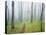 Oak Forest in Fog-James Randklev-Premier Image Canvas