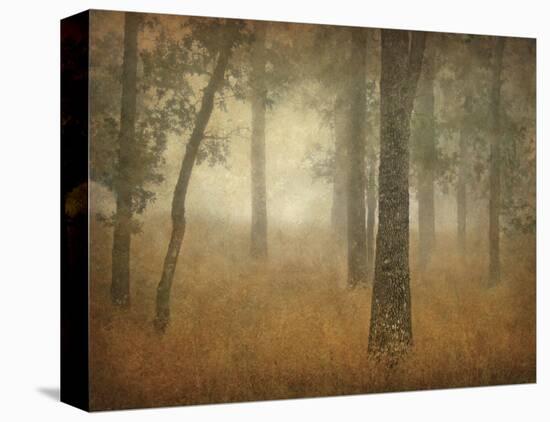 Oak Grove in Fog, Study 24-William Guion-Stretched Canvas
