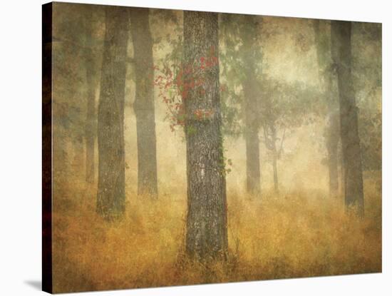 Oak Grove in Fog, Study 26-William Guion-Stretched Canvas