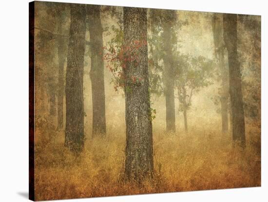 Oak Grove in Fog-William Guion-Stretched Canvas