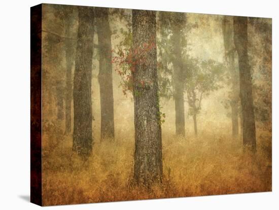 Oak Grove in Fog-William Guion-Premier Image Canvas