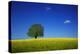 Oak in a Blossoming Rape Field Near Ottendorf-Uwe Steffens-Premier Image Canvas