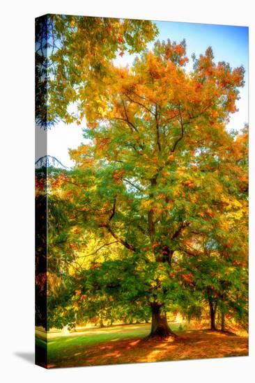 Oak in autumn-Philippe Sainte-Laudy-Premier Image Canvas