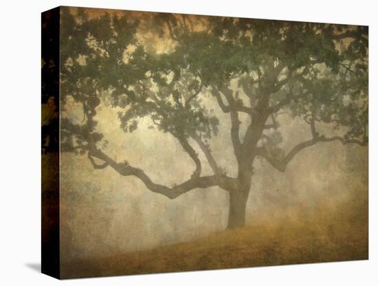 Oak in Fog Study 13-William Guion-Stretched Canvas