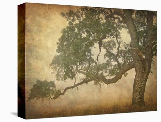 Oak in Fog, Study 1-William Guion-Stretched Canvas