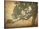 Oak in Fog, Study 1-William Guion-Stretched Canvas