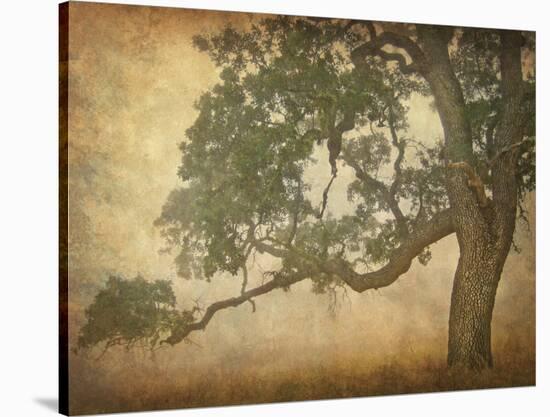 Oak in Fog, Study 1-William Guion-Stretched Canvas