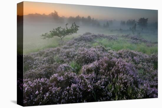 Oak in Heather at sunrise, Klein Schietveld, Belgium-Bernard Castelein-Premier Image Canvas