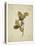 Oak leaf, many with stems on yellowed paper, beige-Axel Killian-Premier Image Canvas