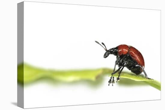 Oak Leaf Roller Beetle (Attelabus Nitens) Rolling Leaf, Gohrde, Germany, May. (Sequence 1-7)-Solvin Zankl-Premier Image Canvas