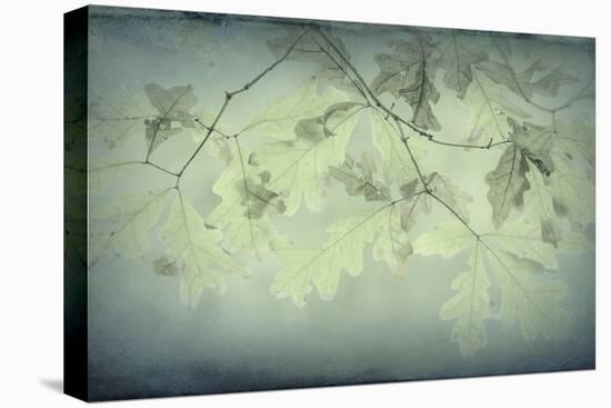 Oak Leaves-Kathy Mahan-Premier Image Canvas