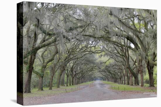 Oak lined lane, Savannah, Georgia-Darrell Gulin-Premier Image Canvas