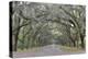 Oak lined lane, Savannah, Georgia-Darrell Gulin-Premier Image Canvas