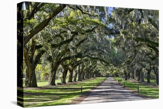 Oak lined road, Charleston, South Carolina-Darrell Gulin-Premier Image Canvas