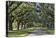 Oak lined road, Charleston, South Carolina-Darrell Gulin-Premier Image Canvas