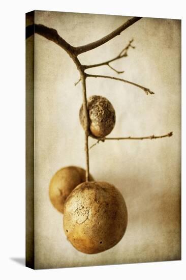 Oak Pods 1-Jessica Rogers-Premier Image Canvas