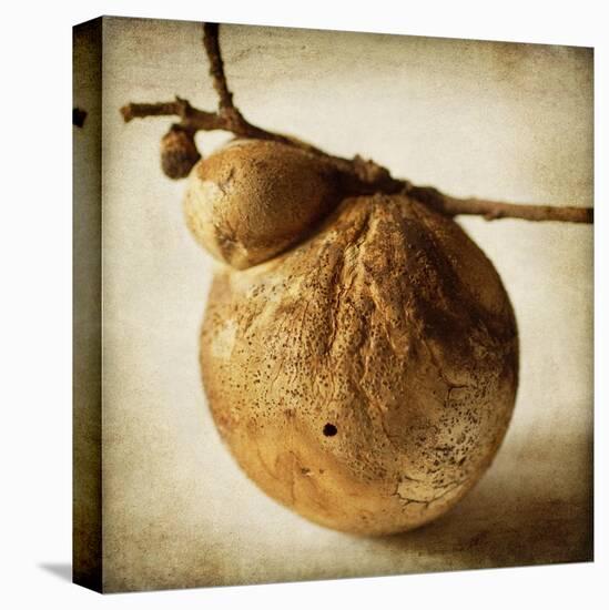 Oak Pods 3-Jessica Rogers-Premier Image Canvas