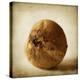 Oak Pods 4-Jessica Rogers-Premier Image Canvas