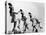 Oak Ridge High School Drum Majorettes on the Football Field. 1946-Ed Westcott-Stretched Canvas