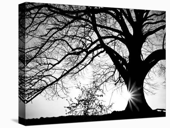 Oak Silhouette-PhotoINC Studio-Stretched Canvas