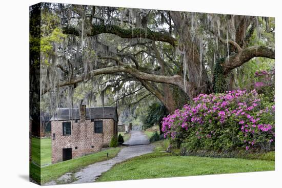 Oak Springtime azalea blooming, Charleston, South Carolina.-Darrell Gulin-Premier Image Canvas