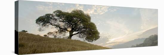 Oak Tree #10 Pano-Alan Blaustein-Stretched Canvas