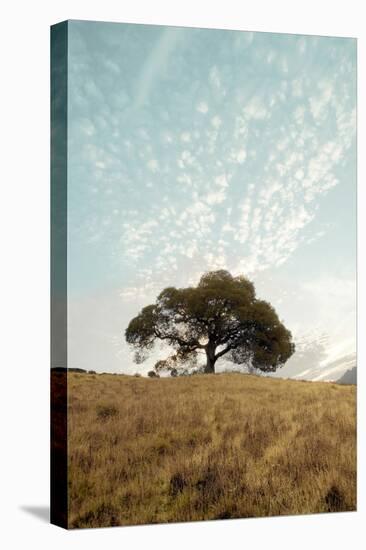 Oak Tree #12-Alan Blaustein-Premier Image Canvas