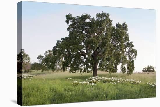 Oak Tree #93-Alan Blaustein-Stretched Canvas