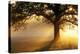 Oak Tree At Sunrise-Jeremy Walker-Premier Image Canvas