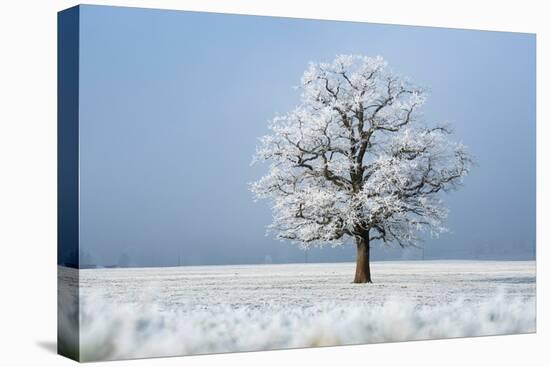 Oak tree covered in hoarfrost in frosty field in winter, Germany-Konrad Wothe-Premier Image Canvas