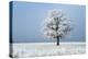 Oak tree covered in hoarfrost in frosty field in winter, Germany-Konrad Wothe-Premier Image Canvas