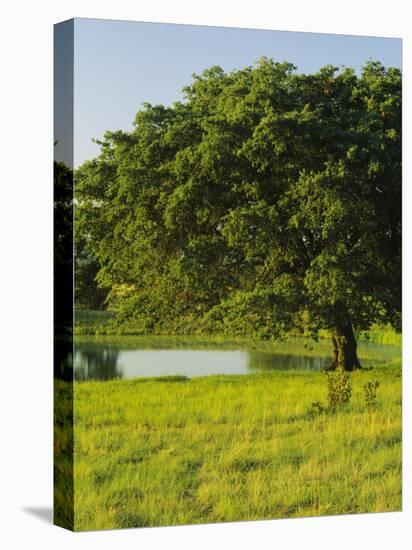 Oak Tree in a Field, Tucson, San Rafael Valley, Santa Cruz County, Arizona, USA-null-Premier Image Canvas