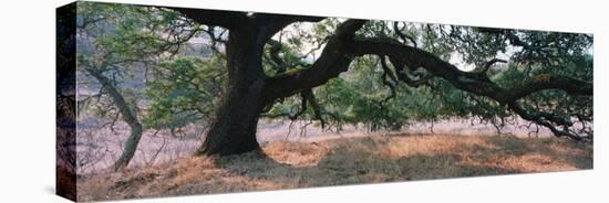 Oak Tree on a Field, Sonoma County, California, USA-null-Premier Image Canvas