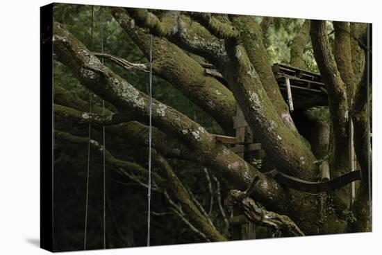 Oak Tree (Quercus Sp) with Ropes for Climbing and a Wooden Pallet to Create a Platform-Solvin Zankl-Premier Image Canvas