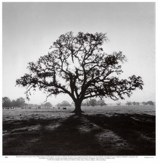Oak Tree, Sunrise-Ansel Adams-Stretched Canvas