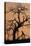 Oak Tree, Sunset, Pinnacles National Monument, California, USA-Gerry Reynolds-Premier Image Canvas
