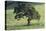 Oak Tree-DLILLC-Premier Image Canvas