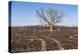 Oak Tree-dendron-Premier Image Canvas