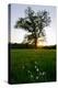 Oak tree-Charles Bowman-Premier Image Canvas